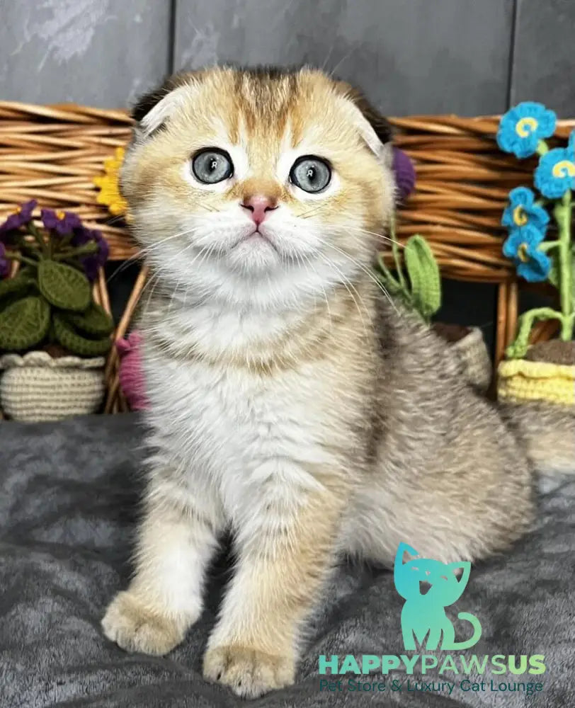 Konan Scottish Fold male black golden ticked tabby - live animals