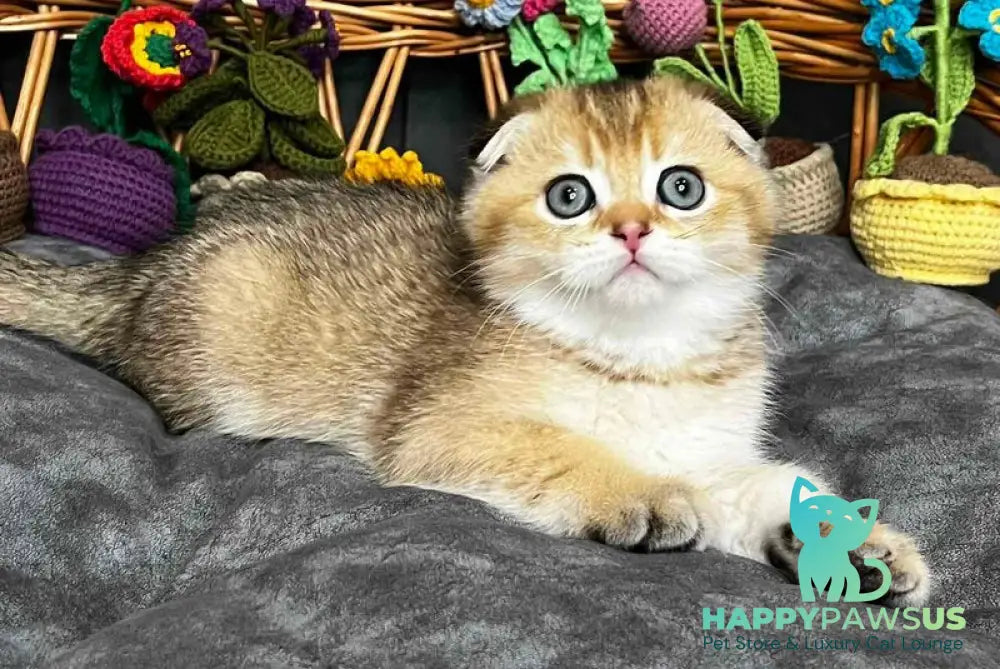 Konan Scottish Fold male black golden ticked tabby - live animals