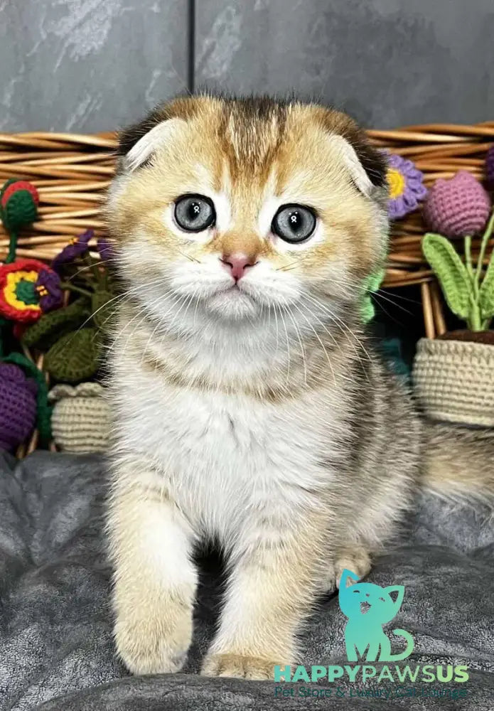 Konan Scottish Fold male black golden ticked tabby - live animals