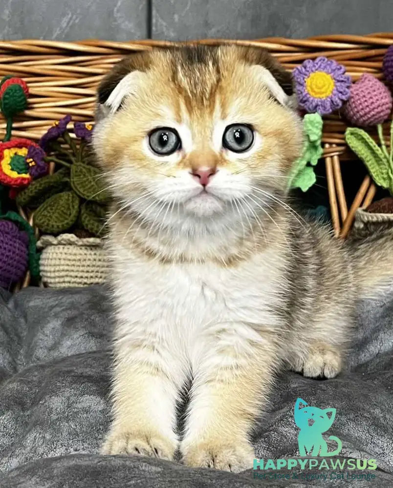 Konan Scottish Fold male black golden ticked tabby - live animals