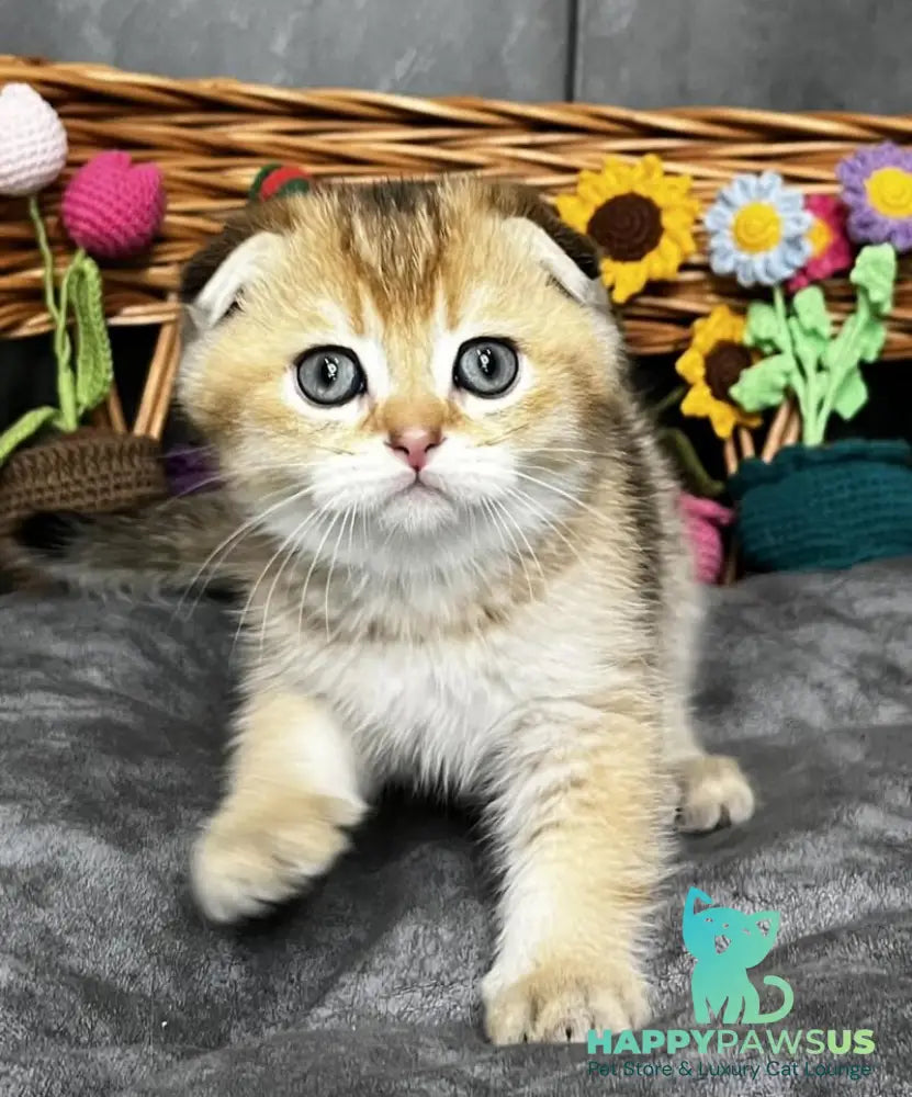Konan Scottish Fold male black golden ticked tabby - live animals