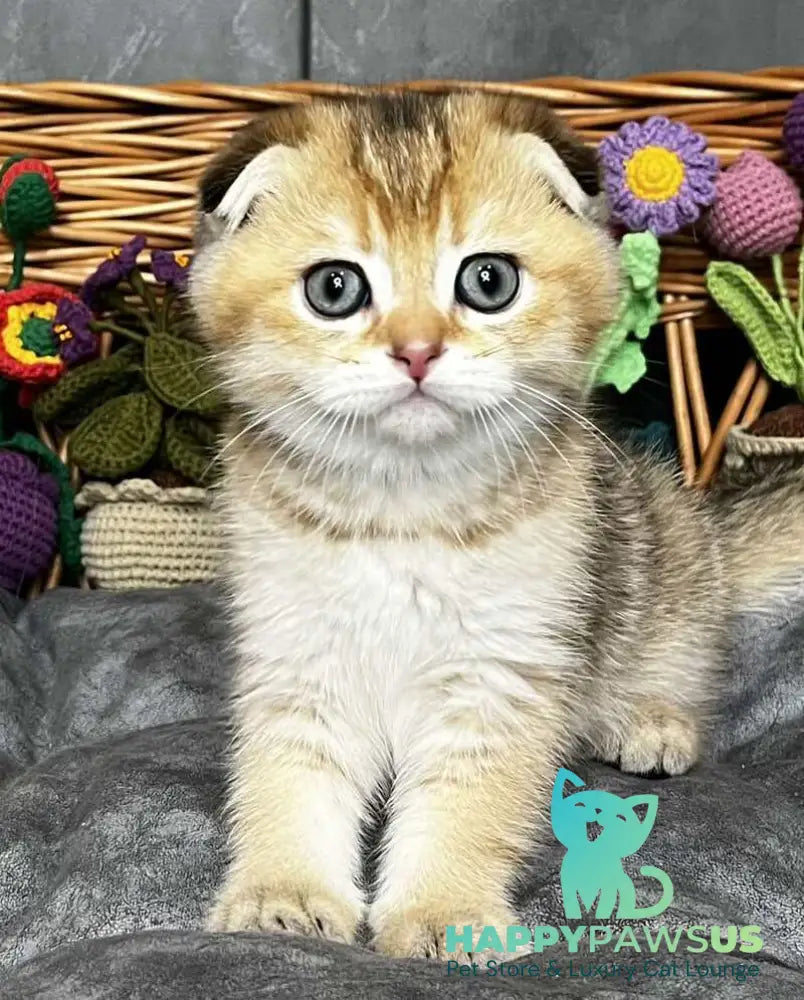 Konan Scottish Fold male black golden ticked tabby - live animals