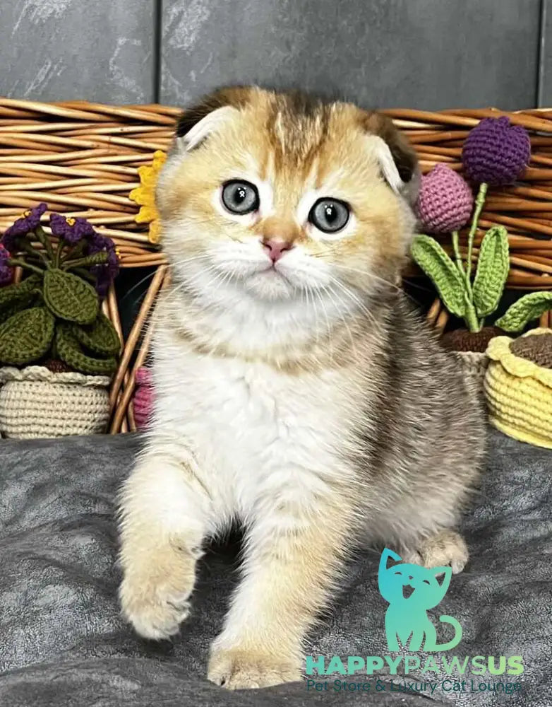 Konan Scottish Fold male black golden ticked tabby - live animals