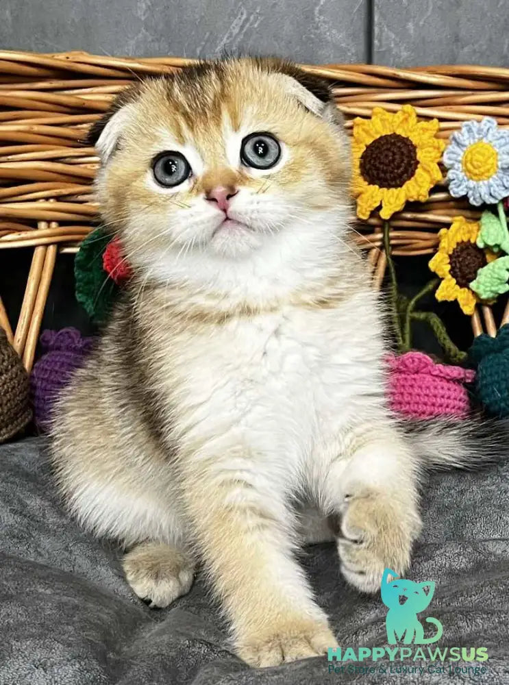 Konan Scottish Fold male black golden ticked tabby - live animals