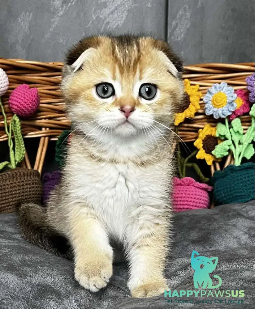 Konan Scottish Fold male black golden ticked tabby - live animals