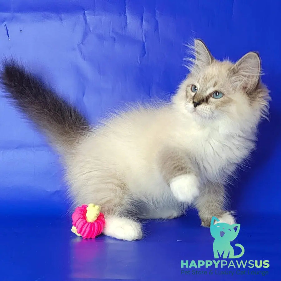 Konan Siberian male blue tabby pointed with white - live animals