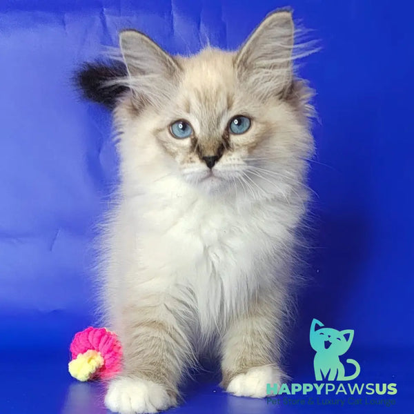 Konan Siberian male blue tabby pointed with white - live animals