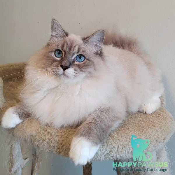Konan Siberian male blue tabby pointed with white - live animals