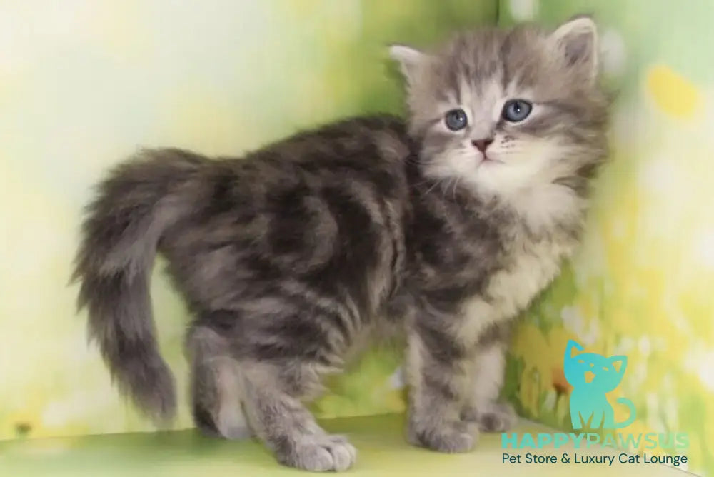 Konfetka Siberian female blue tortie tabby - live animals