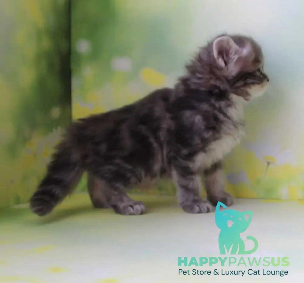 Konfetka Siberian female blue tortie tabby - live animals