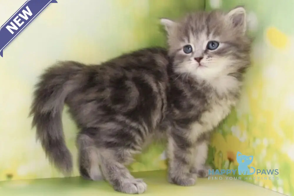 Konfetka Siberian female blue tortie tabby - live animals
