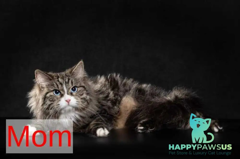 Konfetka Siberian female blue tortie tabby - live animals