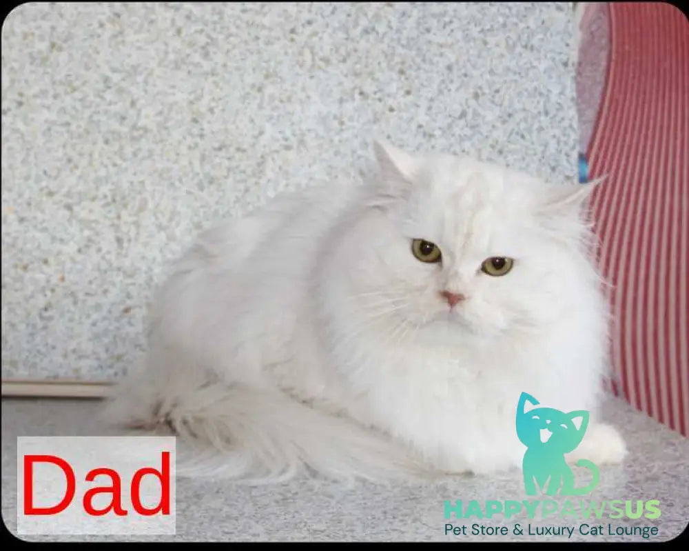 Konfetka Siberian female blue tortie tabby - live animals