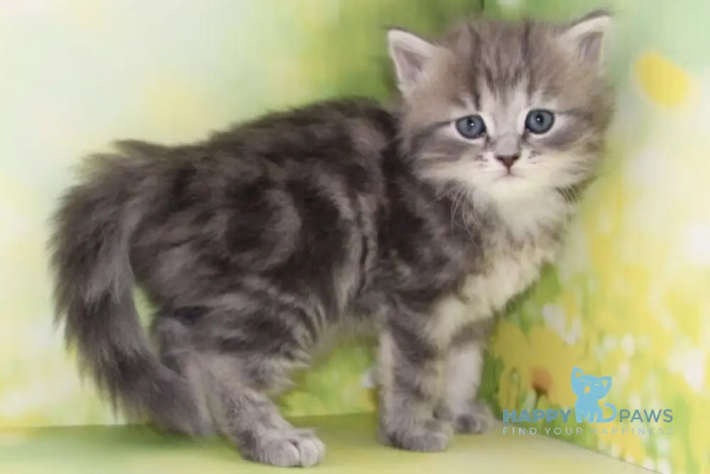 Konfetka Siberian female blue tortie tabby - live animals