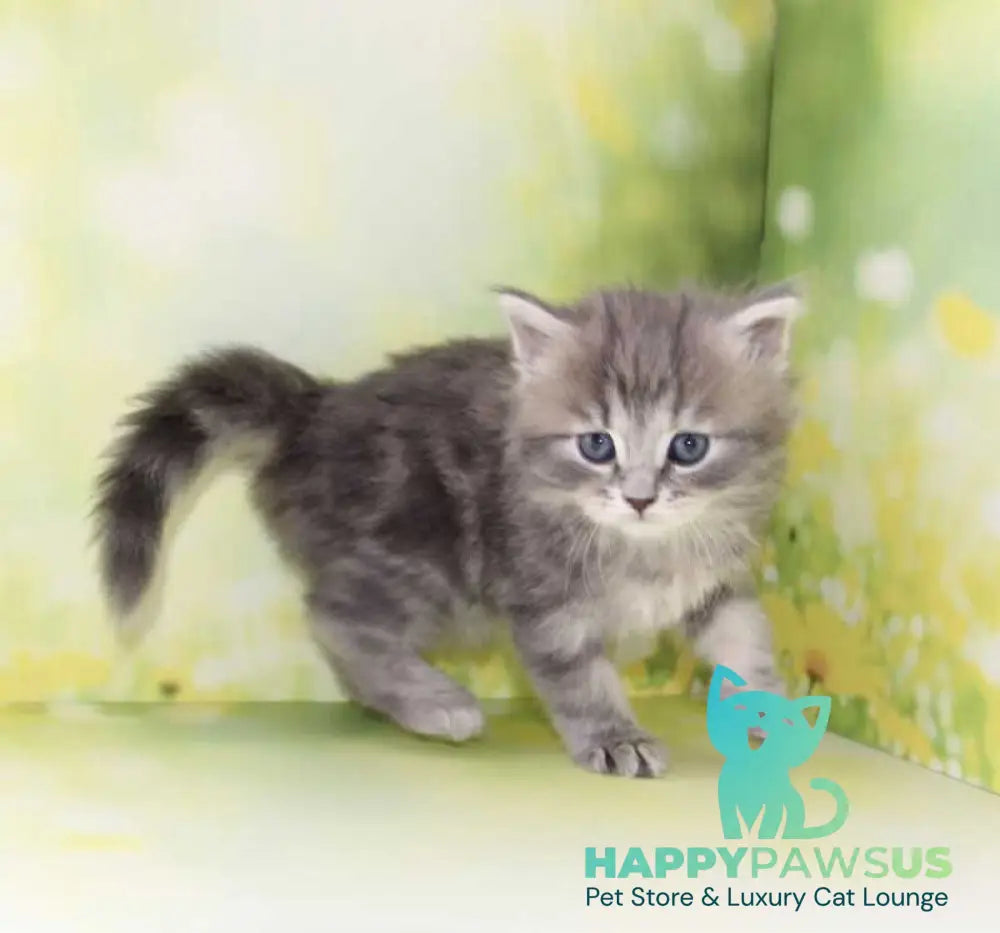 Konfetka Siberian female blue tortie tabby - live animals