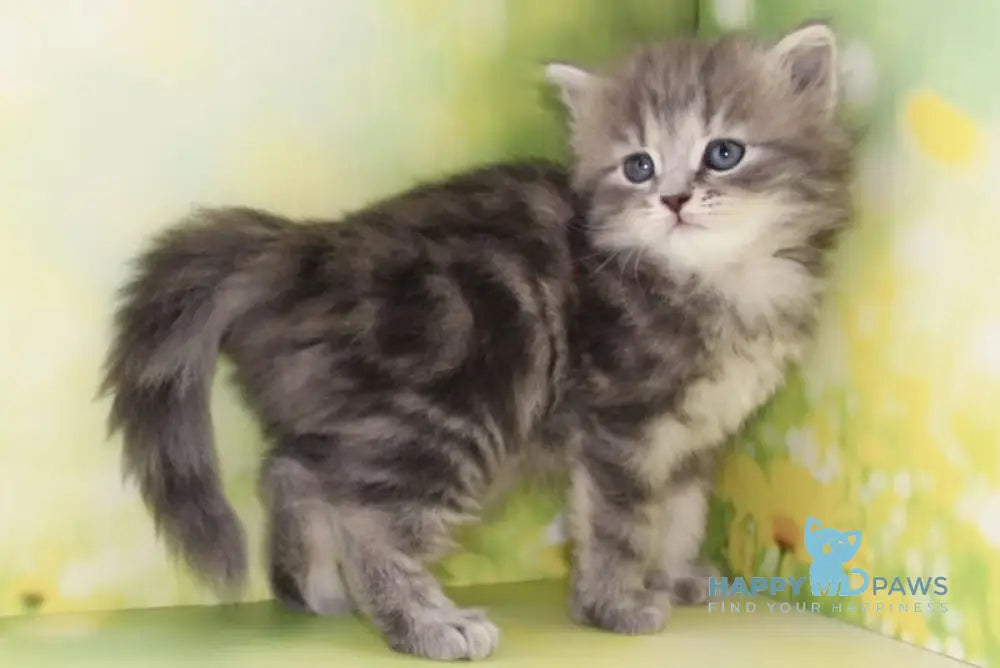 Konfetka Siberian female blue tortie tabby - live animals