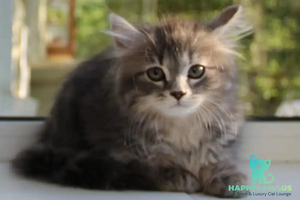 Konfetka Siberian female blue tortie tabby - live animals