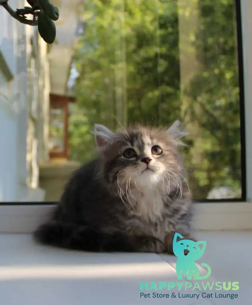 Konfetka Siberian female blue tortie tabby - live animals