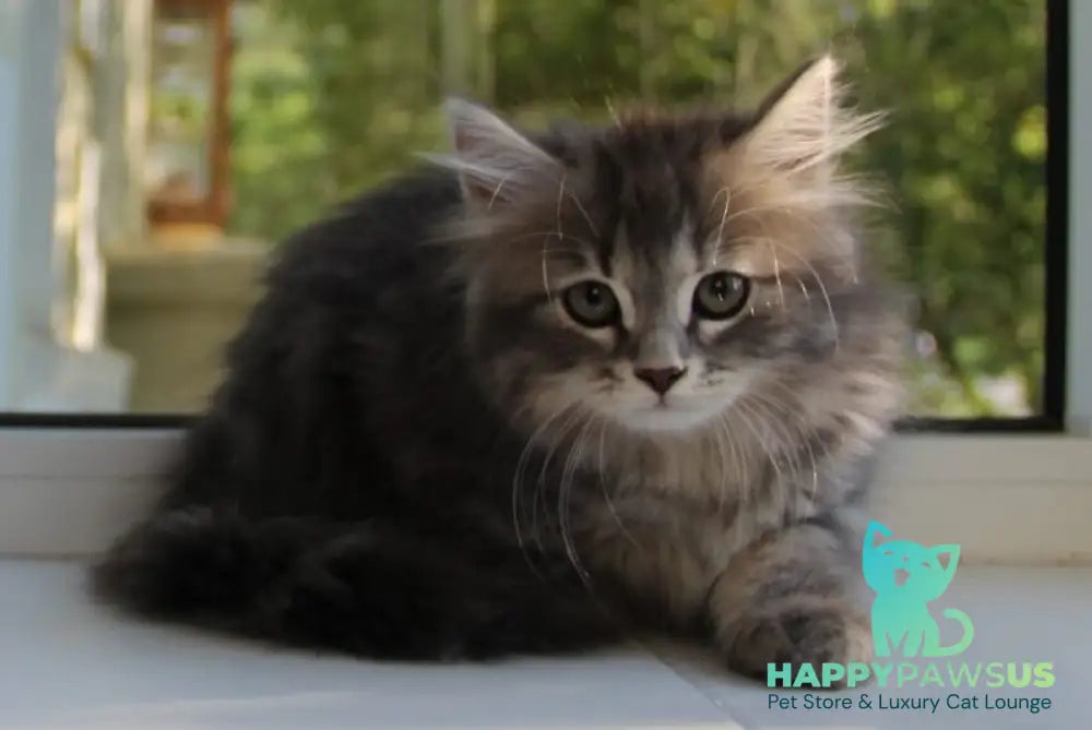Konfetka Siberian female blue tortie tabby - live animals