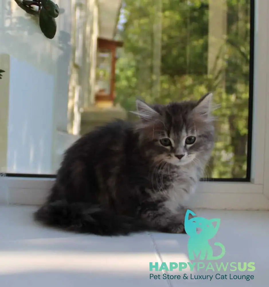 Konfetka Siberian female blue tortie tabby - live animals