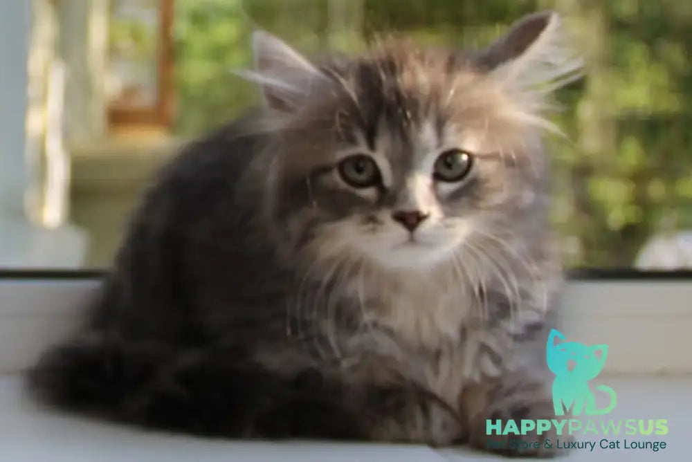 Konfetka Siberian female blue tortie tabby - live animals