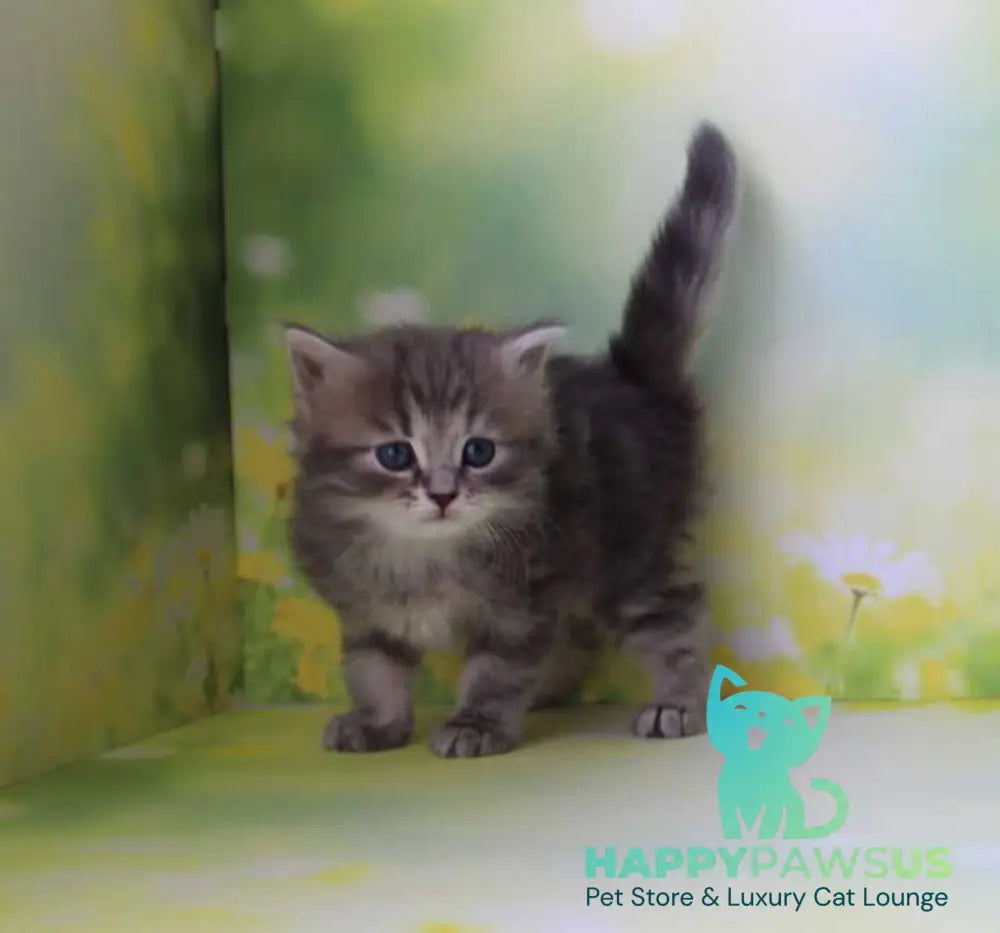 Konfetka Siberian female blue tortie tabby - live animals