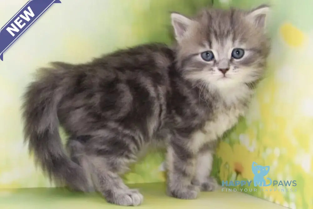 Konfetka Siberian female blue tortie tabby - live animals