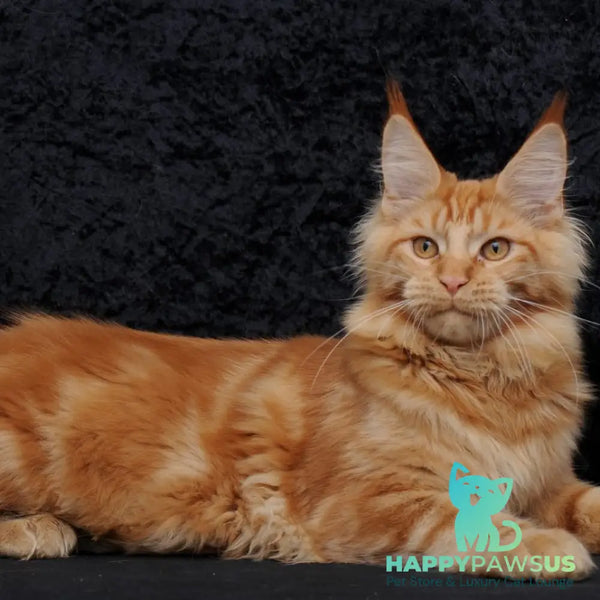 Konor Maine Coon male red - live animals