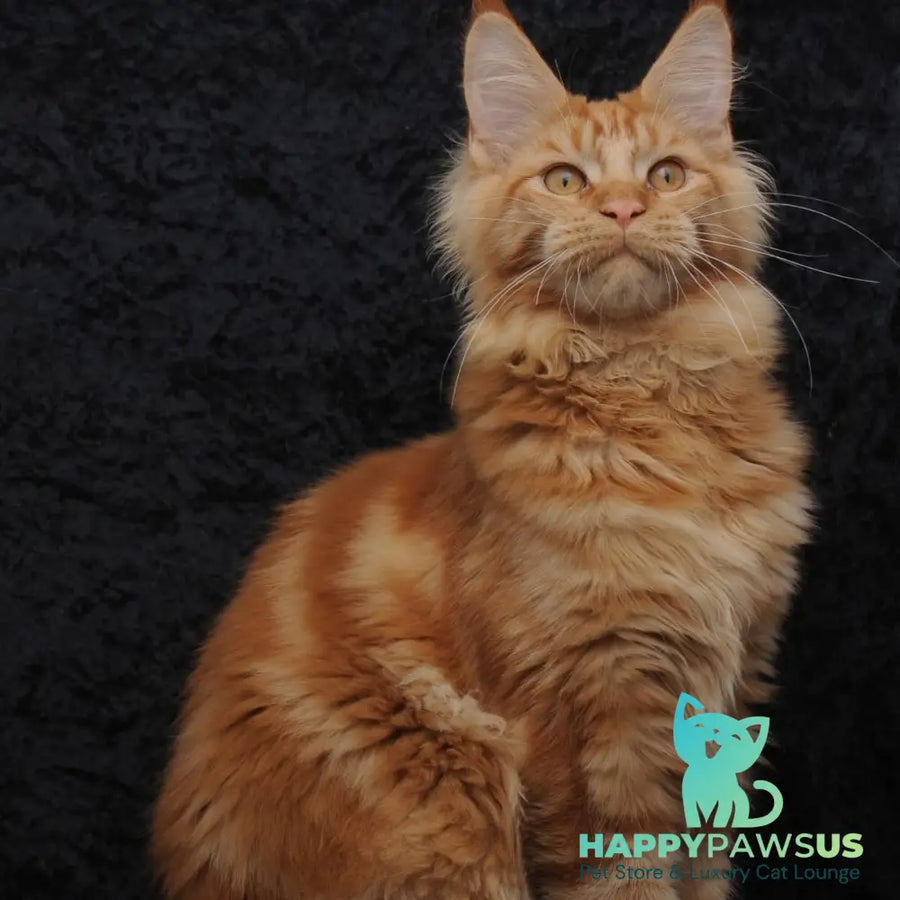 Konor Maine Coon male red - live animals