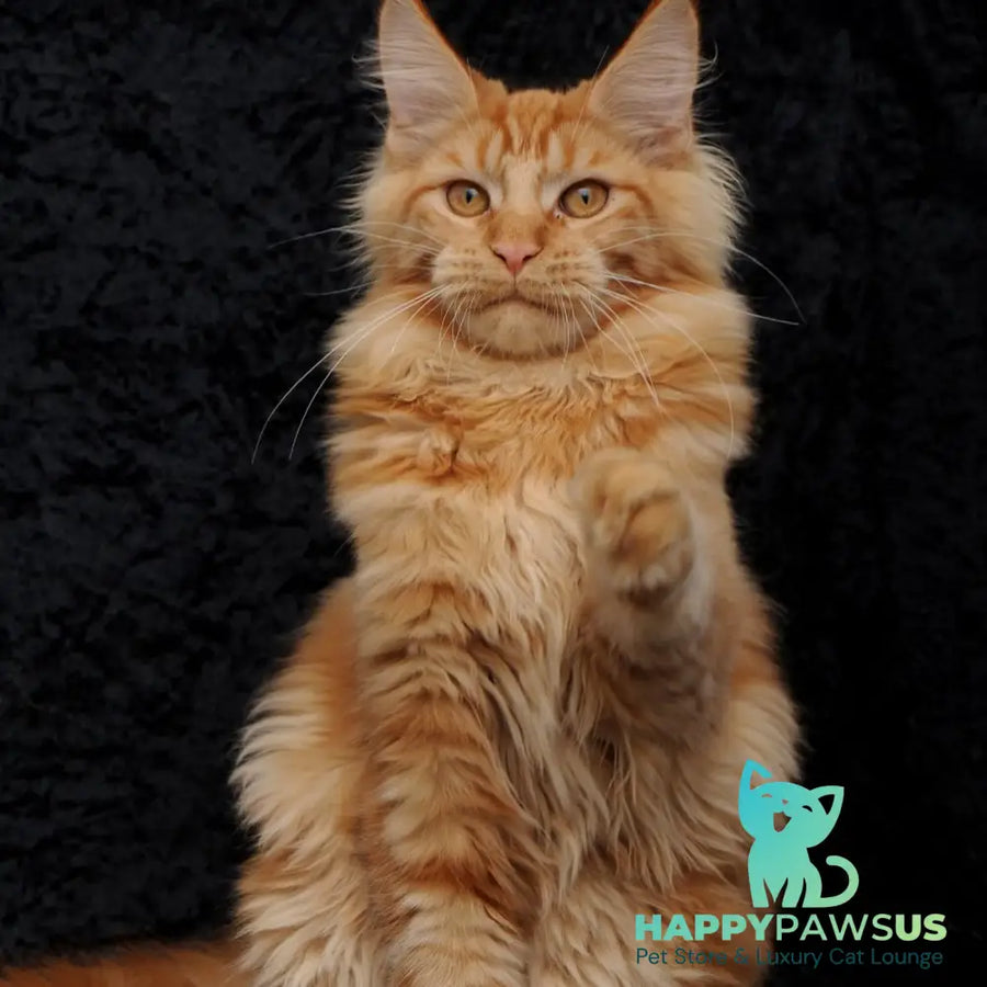Konor Maine Coon male red - live animals
