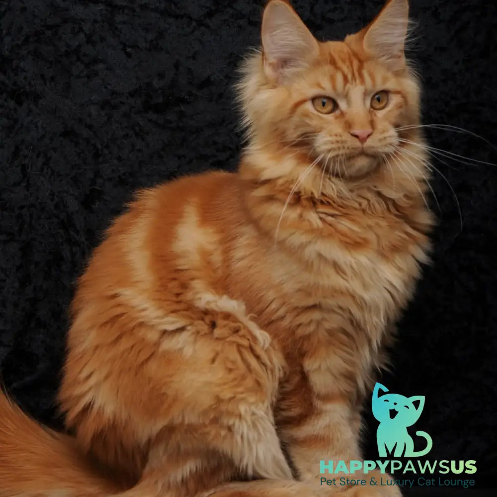 Konor Maine Coon male red - live animals