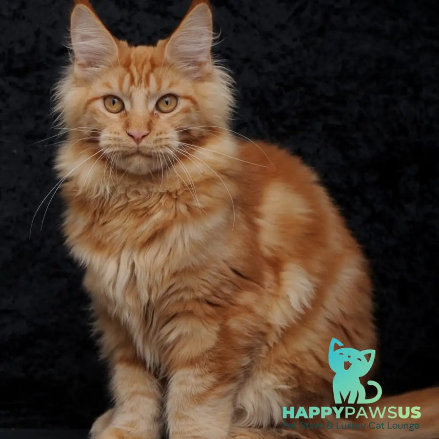 Konor Maine Coon male red - live animals