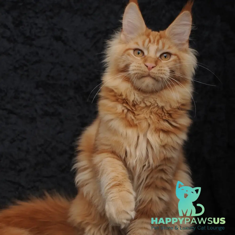 Konor Maine Coon male red - live animals