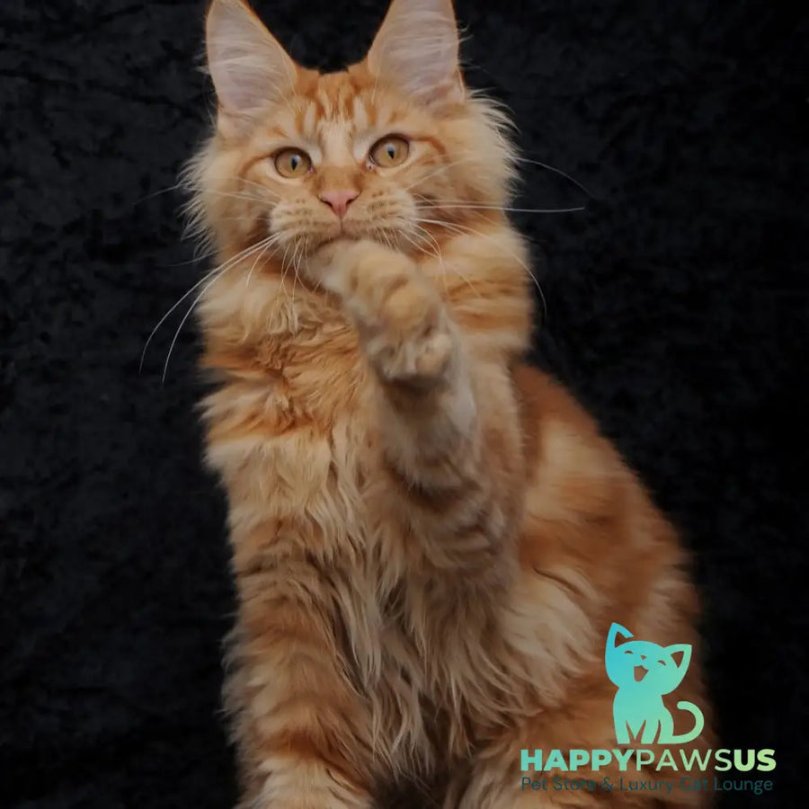 Konor Maine Coon male red - live animals