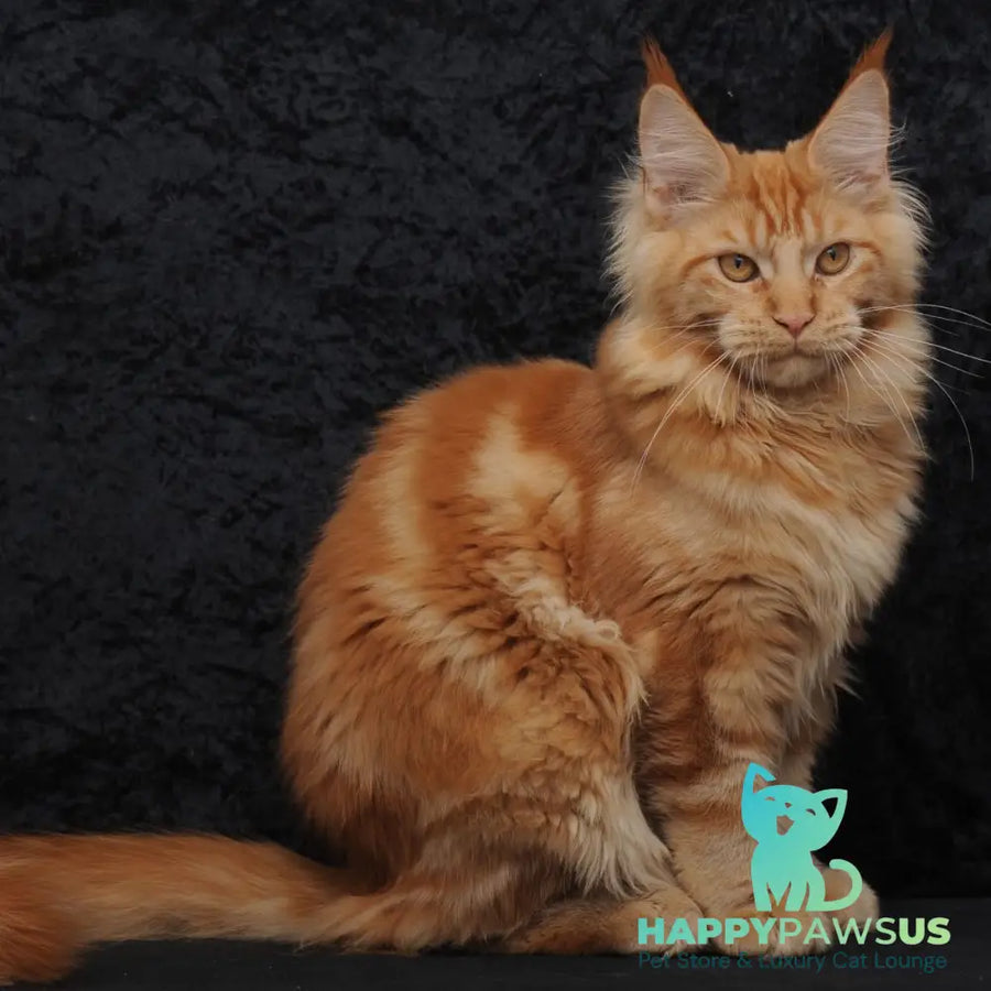 Konor Maine Coon male red - live animals