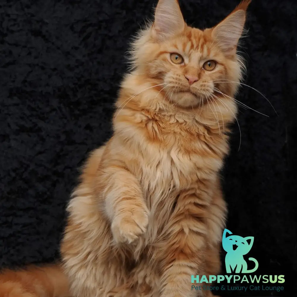 Konor Maine Coon male red - live animals