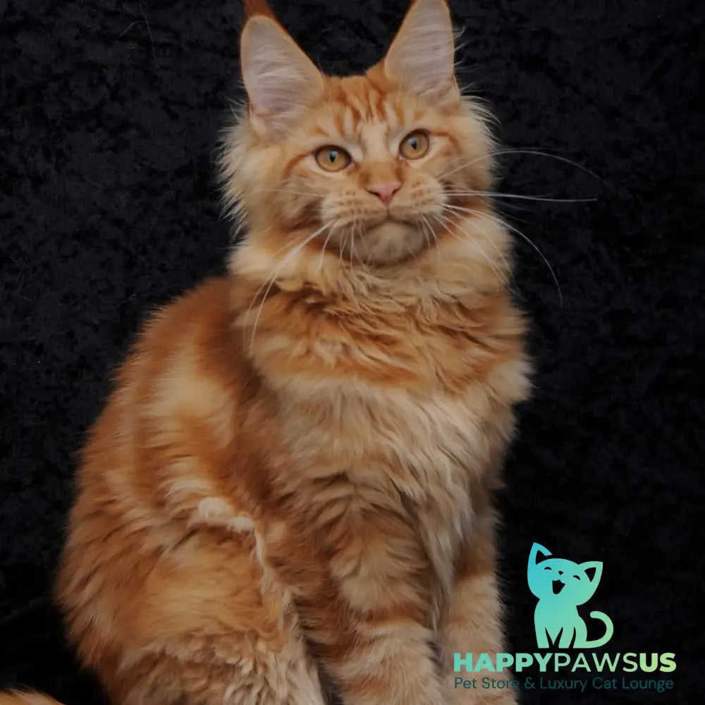 Konor Maine Coon male red - live animals