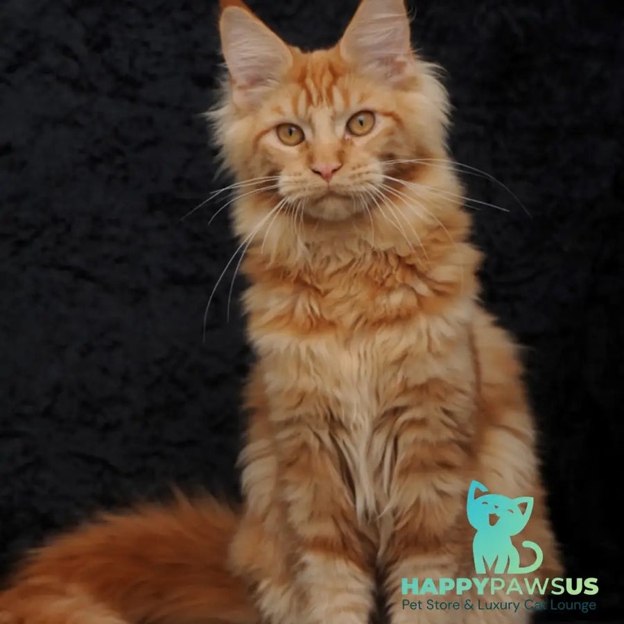 Konor Maine Coon male red - live animals