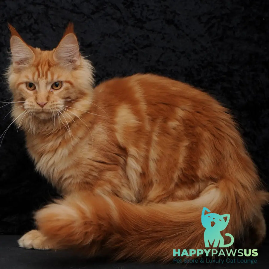 Konor Maine Coon male red - live animals