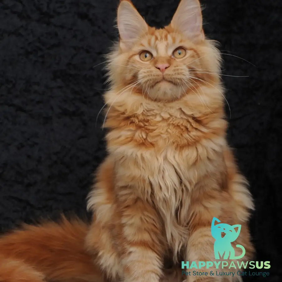 Konor Maine Coon male red - live animals