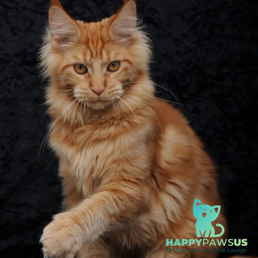 Konor Maine Coon male red - live animals