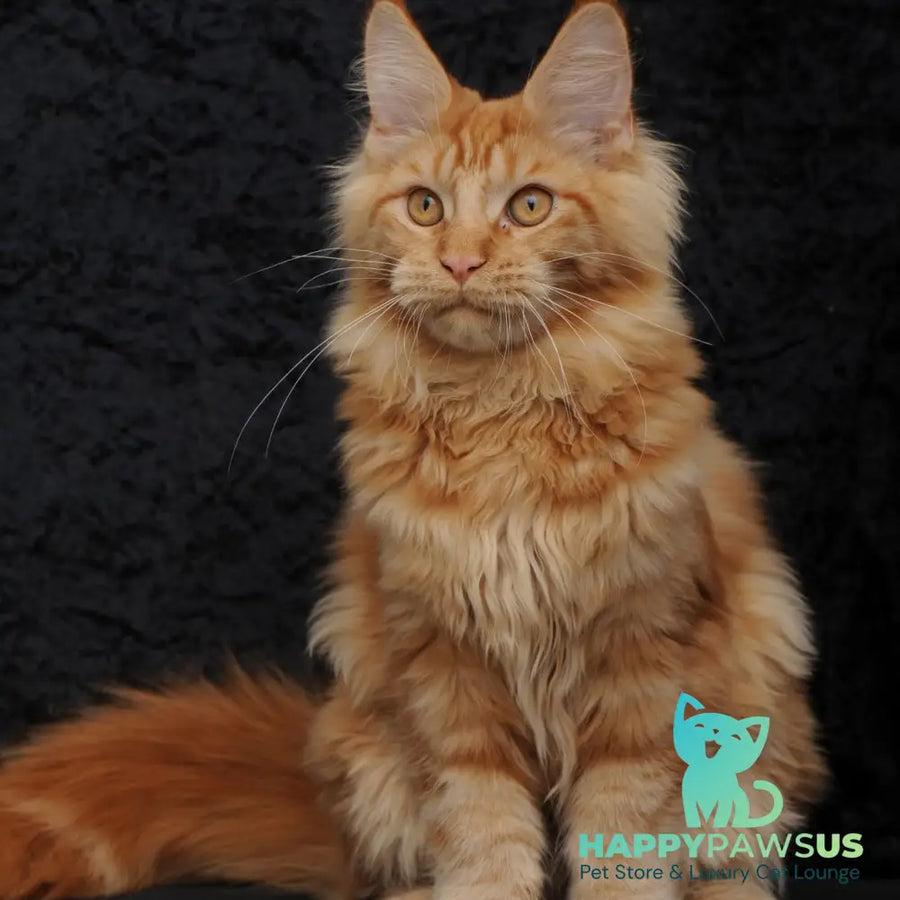 Konor Maine Coon male red - live animals