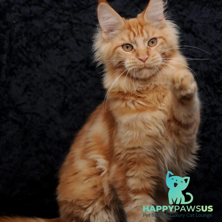 Konor Maine Coon male red - live animals