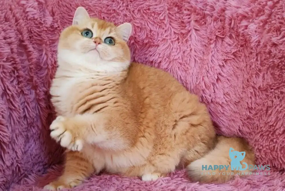 Konti British Shorthair male black golden chinchilla live animals