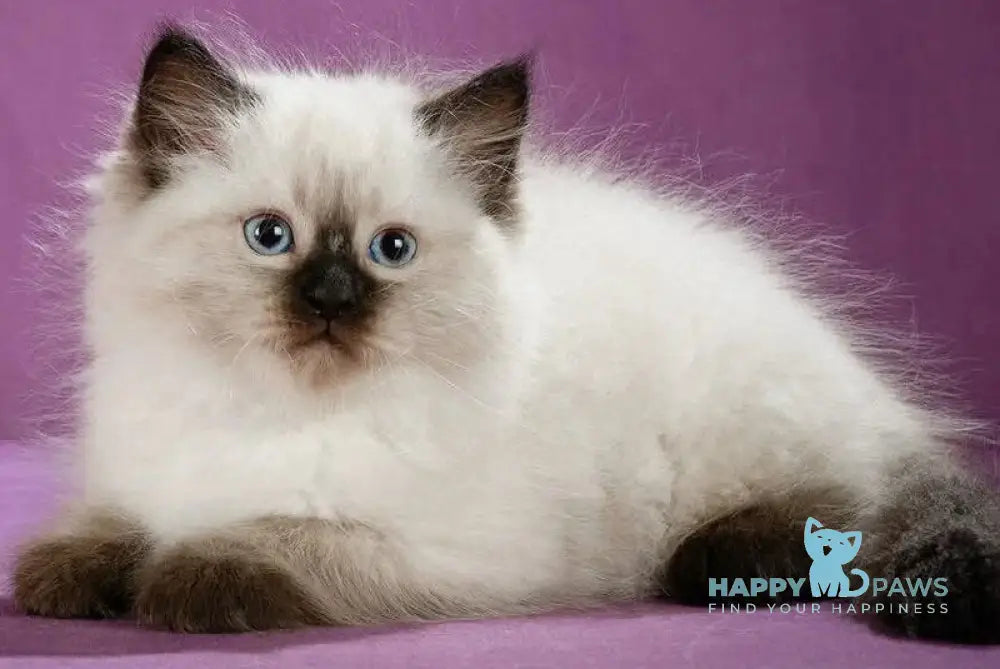 Kopernik Siberian male black pointed live animals