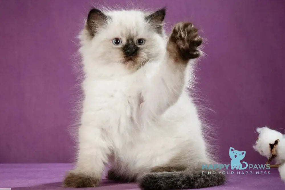 Kopernik Siberian male black pointed live animals