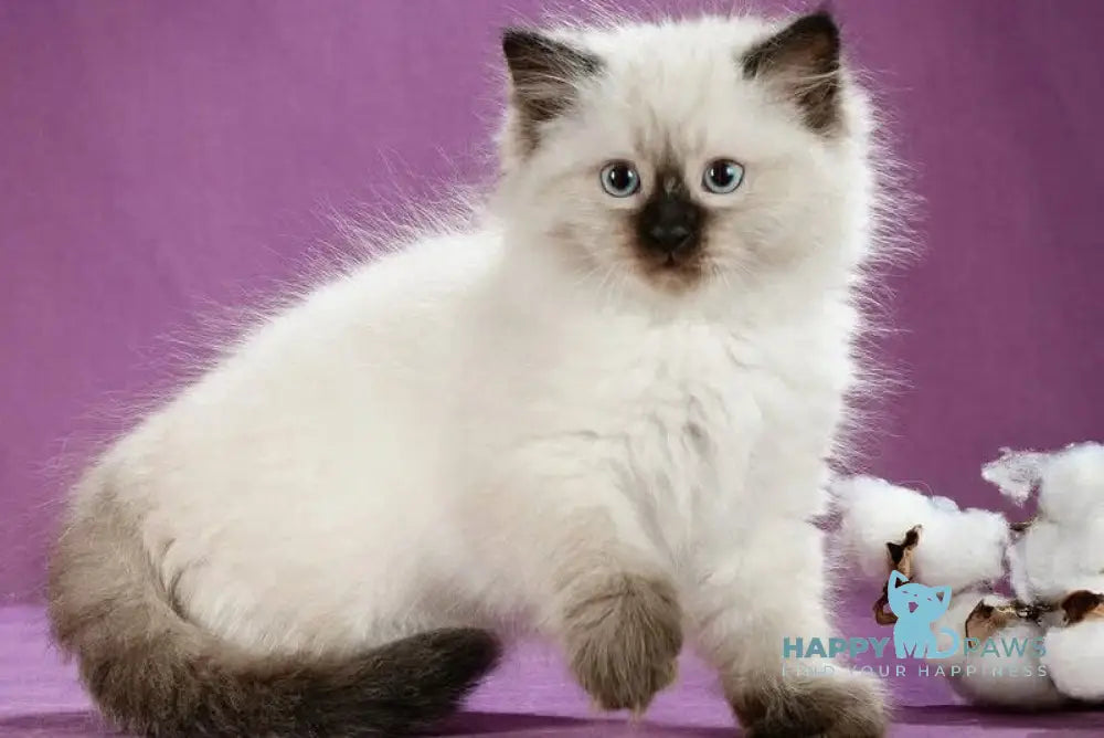 Kopernik Siberian male black pointed live animals