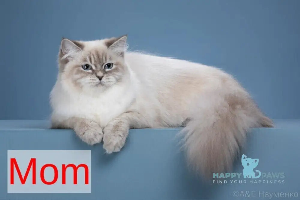 Kopernik Siberian male black pointed live animals