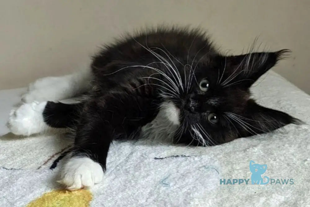 Kora Maine Coon female black with white live animals