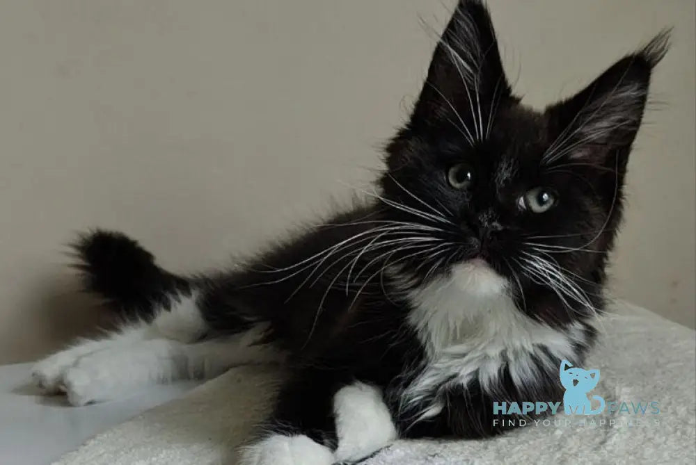 Kora Maine Coon female black with white live animals